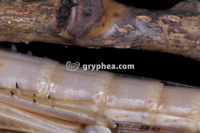 Respiration chez le Criquet (Locusta migratoria) - Inspiration - gryphea.com